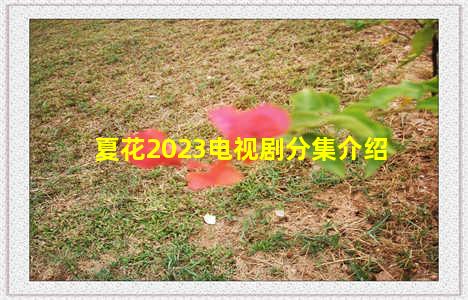 夏花2023电视剧分集介绍